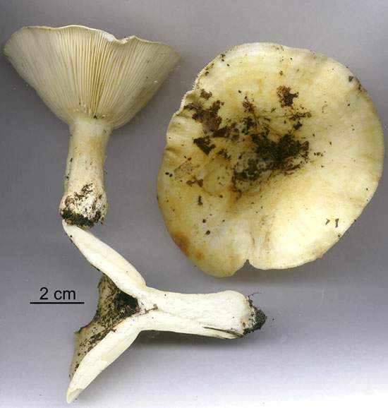 Lactarius evosmus